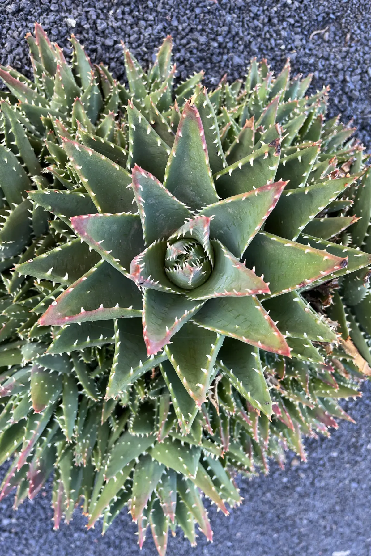 Aloe vera: la farmacia verde dell'isola
